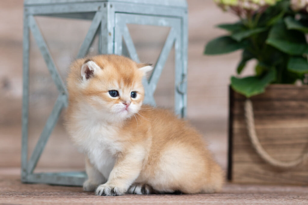 British shorthair kitten available Nugget
