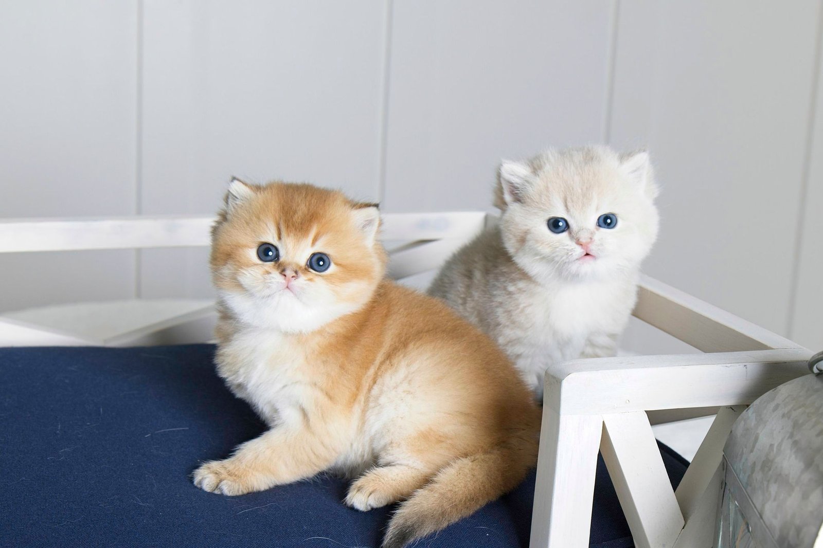 british shorthair kitten for sale